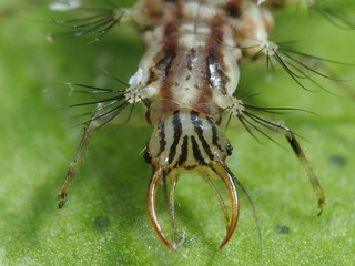 一種草蛉的幼蟲頭部特寫，幼蟲有一對鉗狀的大顎。圖片攝影：李鍾旻。