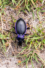 Violet Edged Ground Beetle