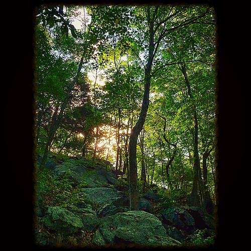 camping trees sun green nature beauty sunrise square rocks heaven peace respect grace solo squareformat awe gratitude crookedtrees wardpoundridgereservation westchestercountyparks crossriver iphoneography instagramapp uploaded:by=instagram