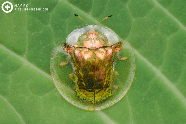 Golden-Coloured Tortoise Beetle (Aspidomorpha sp.; Cassidinae)