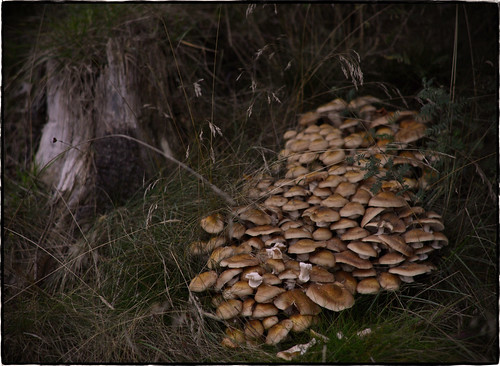 dof mushroom fungus images pictures photos ranveigmarienesse ranveignesse pics photographs paysage bilder photography
