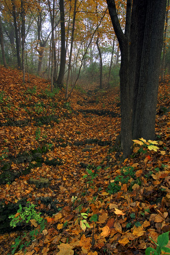 autumn fall leaves illinois maple october ravine jodaviesscounty dpphdrtool