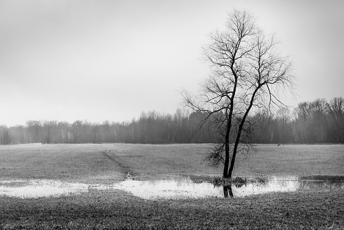 canoneos5dmarkiv bw blacknwhite field tree snow water reflection deer woods fog michigan midmichigan spring winter march marzo invierno midland