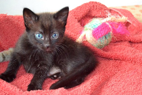 Salem, gatito negro muy guapo nacido en Mayo´14, en adopción. Valencia. ADOPTADO. 14280275067_9510043629