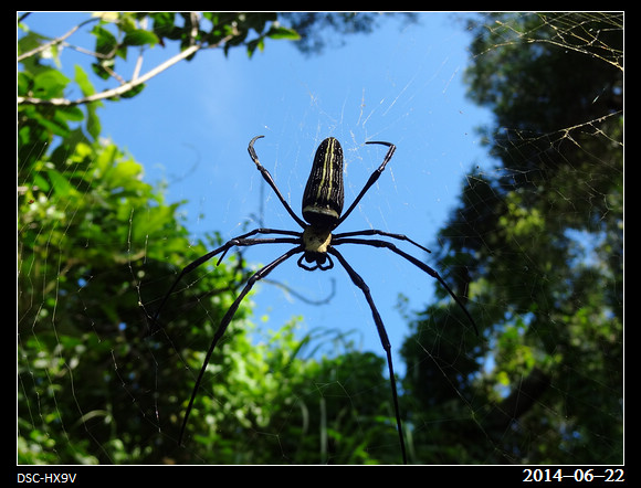 20140622_Spider