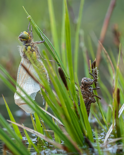 lake france bug insect europe dragonfly wildlife wetlands marsh nikkor libellule macrophotography 105mm exuviae lacgenin exuvie charix nikontc14eii14xteleconverter