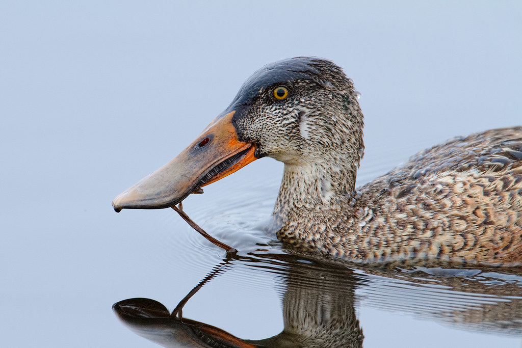 A close-up view of a male northern shoveler in his summer plumage (but taken on Christmas)