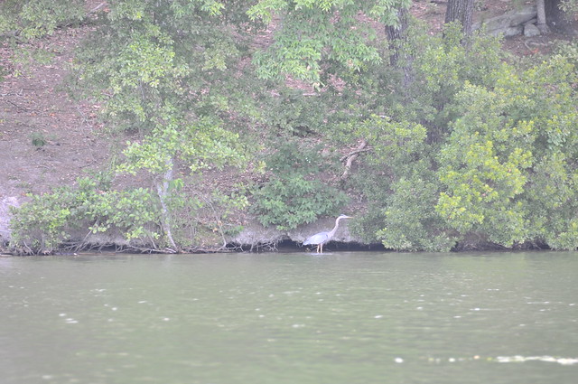 24_Heron in Georgia Stone Mountain Lake