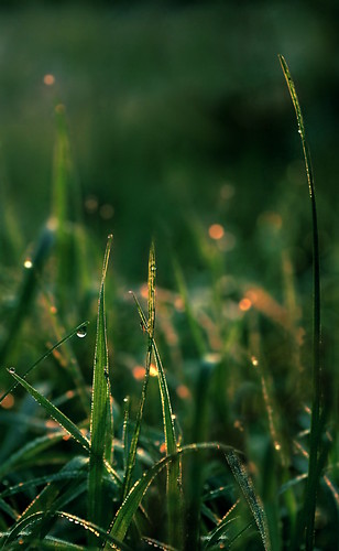 summer grass sunrise sommer meadow wiese gras sonnenaufgang