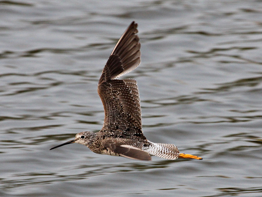 Photograph titled 'Greater Yellowlegs'