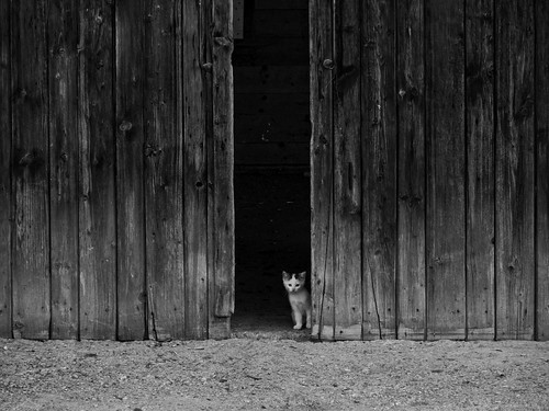 door portrait rural cat