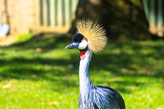 Grey crowned crane at Branfere - Photo of Berric