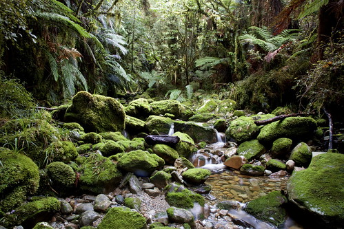 light newzealand green water creek forest canon moss rainforest rocks boulders westcoast temperaterainforest southwestland herculescreek