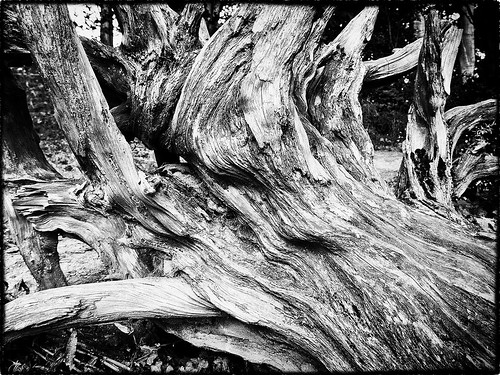 wood uk england blackandwhite abstract tree texture blackwhite pattern shropshire grain august 365 everyday artphotography ellesmere creativephotography unlimitedphotos august2014 2014yip