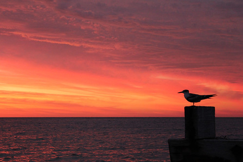sunset bird clouds seagull jetty jurienbay