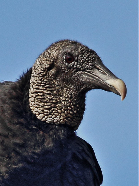 Black Vulture portrait  20140907