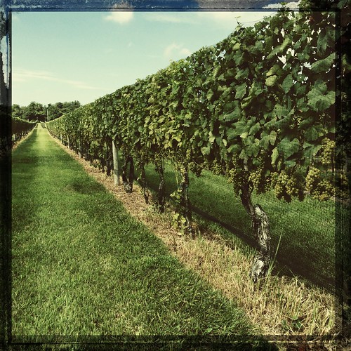 Channing's Daughters Vineyards, Long Island
