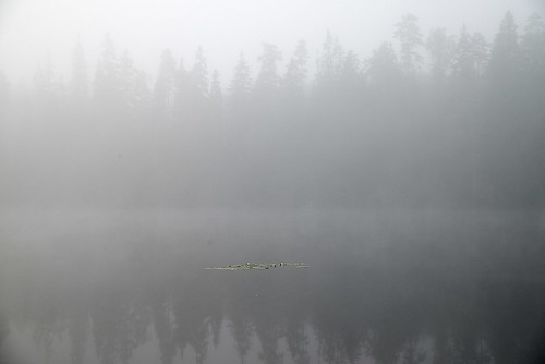morning summer mist lake water fog suomi finland landscape haze nikon waterlily lappeenranta d800 2014 ylämaa