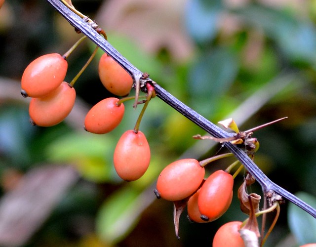 Picker bush berries