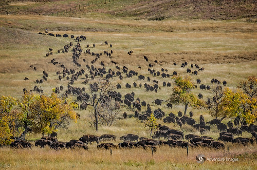 southdakota unitedstates custerstatepark buffaloes fairburn
