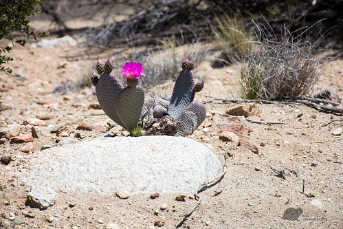 california travel cactus usa flower nikon desert beavertail d610 rukagrandmookster
