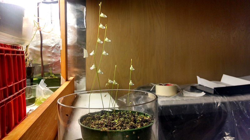 Utricularia livida with several flower scapes.