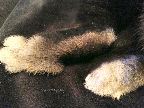 brown white black color detail macro cute rabbit bunny bunnies feet beautiful beauty animal animals wow fur photography foot photo amazing cool interesting furry perfect colorful pretty view zoom gorgeous awesome peaceful precious simplicity views stunning rabbits relaxation upclose incredible breathtaking perfection furryfriends iphone macrophotography macrography superzoom jawdropping ultrazoom