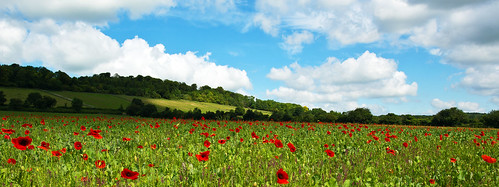 red sky green field grass clouds chilterns poppies ibstone christmascommon
