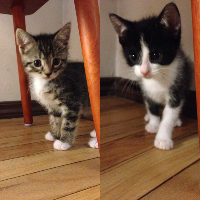 Our Kittens.