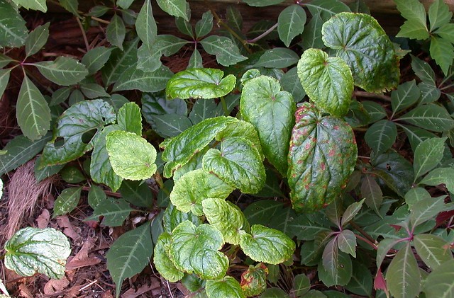 Begonia hybrids (cropped)