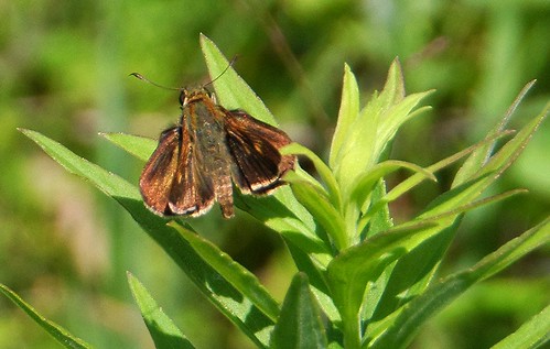 summer fauna butterfly insect photo skipper july atrytonopsishianna deerfieldpark isabellacountyparksandrecreation