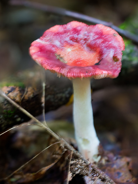 mushroom11