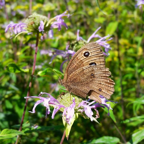 fauna butterfly photo flora michigan alma monarda woodnymph cercyonispegala gratiotcounty pineriverpark wildbergenot