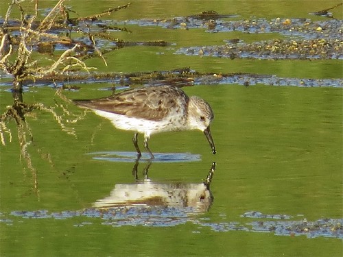 Western Sandpiper at El Paso Sewage Treatment Center in Woodford County, IL 01