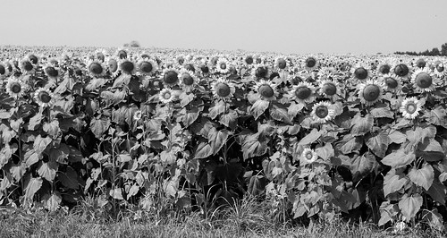 summer usa rural michigan farm unitedstatesofamerica sunny sunflower allegan ruralmichigan allegancounty puremichigan cheshirecenter olympuspenepl1 kolarivisionhotmirrorfilter