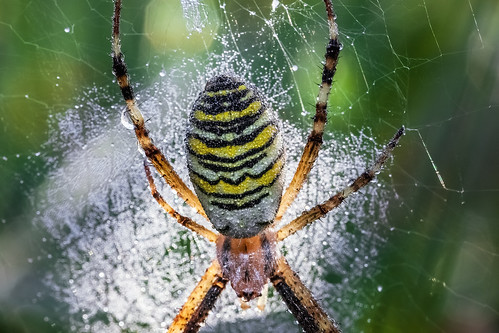 macro canon eos spider web sigma dslr morningdew araignée matin argiope 105mm rosée 5dmarkii 5dmkii lumivore lumivoreproduction lumivorephotographie