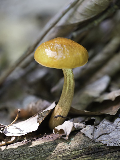 mushroom35