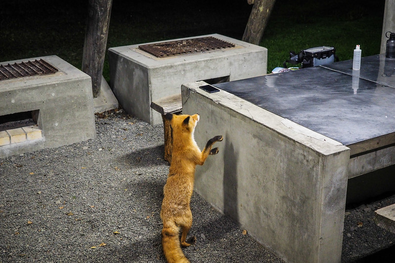 A cheeky fox at Hobetsu Campground, Hokkaido, Japan