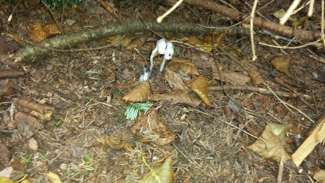 Indian pipes (Monotropa
  uniflora)