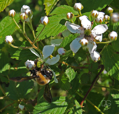flower macro beautiful insect blossom wildlife bee vanburen bloom arkansas apis