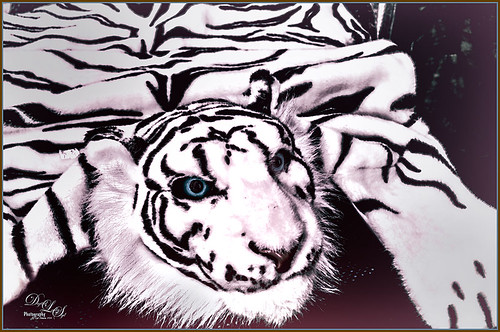 Image of a Snow Leopard Rug 