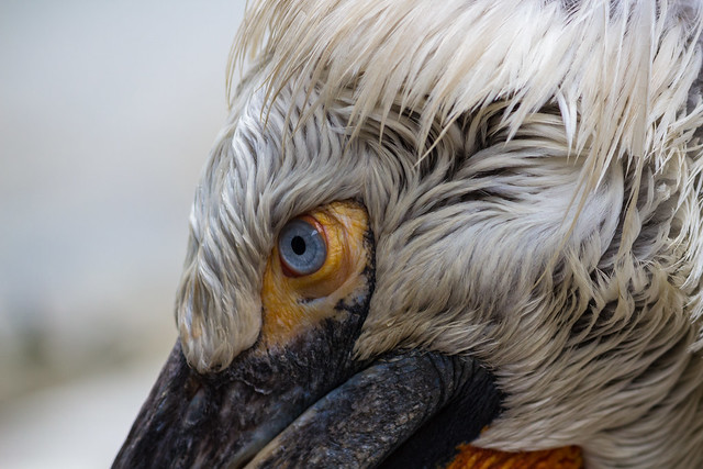 The Blue Eye'd Pelican