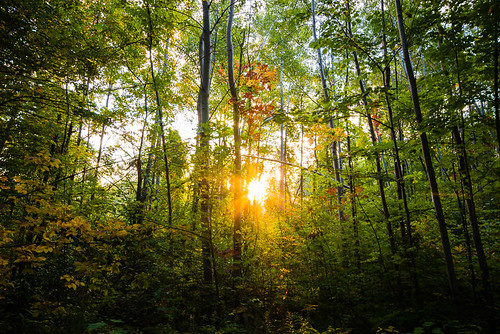 autumn ontario canada fall forest maple vaughan yorkregion cityofvaughan maplenaturereserve sonyalphaslta77m2