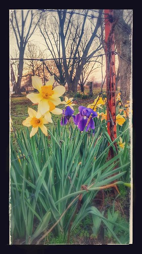 oklahomanature flowers daffodils iris fence green purple yellow trees spring march