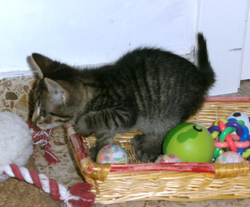 Curro, gatito atigrado pardo dulcísimo y guapo, nacido en Mayo´14 busca hogar. Valencia. ADOPTADO. 14334260380_c370e96884