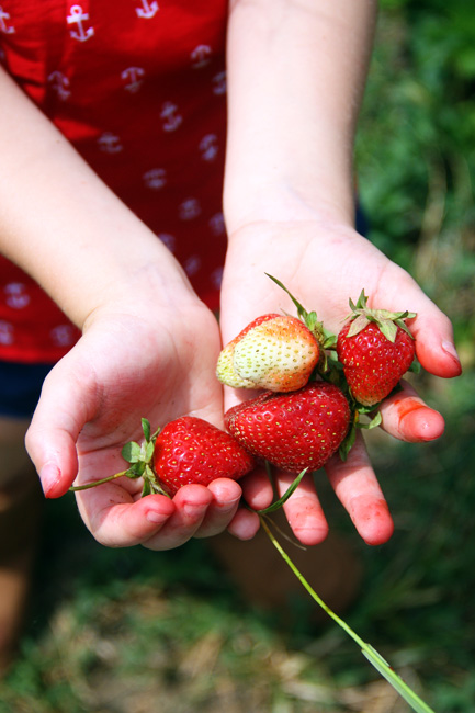 Aut-holding-strawberries