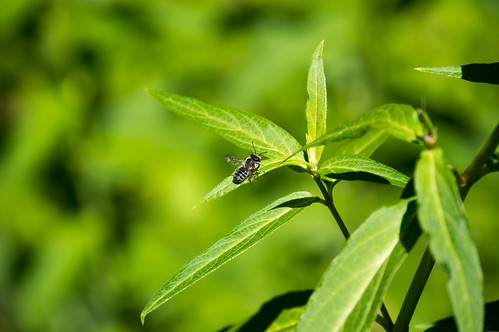 07505 Leaf Cutter Bee on Swamp Milkweed