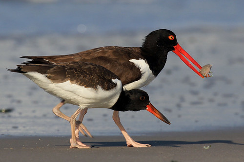 American Oystercatcher (with chick)