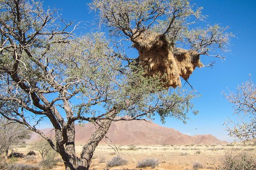 Mountains in the Namib savannah