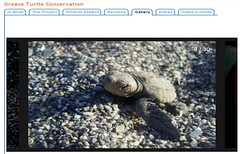 沙灘上的小赤蠵龜，圖片來源： Frontier官網